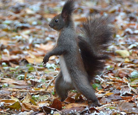Vine primăvara... de Crăciun. Vremea va fi exact ca în 1989
