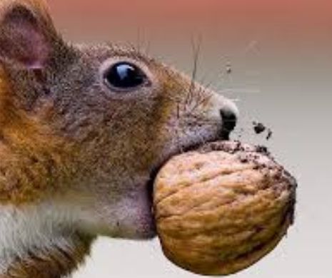 Ce poate face O NUCĂ pentru tine