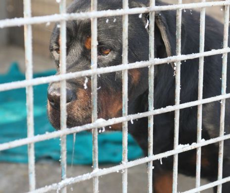 CLEPTOMANIE CIUDATĂ. În județul Ilfov a fost descoperită o familie de HOȚI DE CÂINI. Un tânăr a furat un Rottwailer, urmând exemplul tatălui