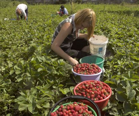 E de lucru, dar nu sunt candidați. O singură persoană interesată să lucreze în străinătate în Caraș Severin