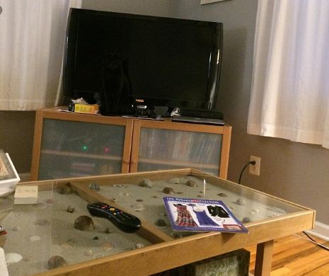 Este chiar SUB OCHII TĂI, dar pariem că NU O VEI GĂSI! Unde s-a ascuns o pisică de ochii stăpânei | GALERIE FOTO