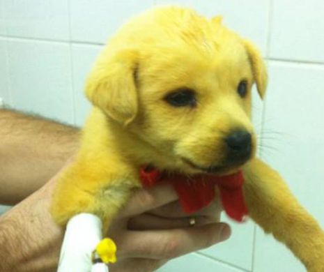 Un bucurestean si-a cumparat un pui de labrador. Ce a descoperit cand a ajuns cu el la veterinar este de-a dreptul socant
