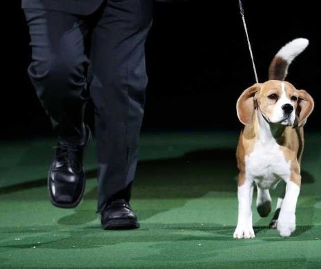 Cel mai tare câine din lume.VIDEO