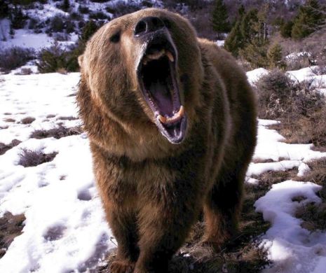 Cluj Trei Muncitori Forestieri Atacați De Un Urs Unul Este Grav