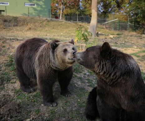 Doi URŞI dependenţi de alcool din RUSIA, aduşi în România. Animalele primeau băutură de la beţivi