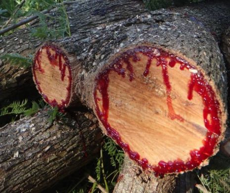FENOMEN natural ULUITOR: Copacul care sangerează | GALERIE FOTO