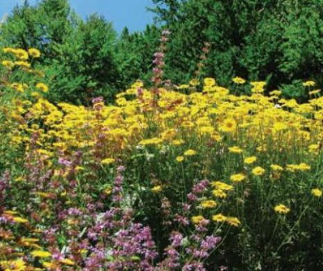 Fonduri europene nerambursabile pentru cultivarea plantelor medicinale: Ce măsuri pot accesa fermierii prin PNDR 2014-2020