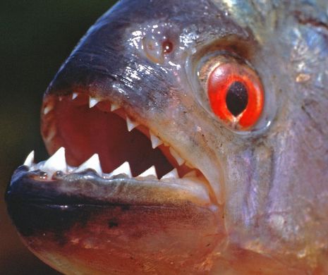 Groaznic. O fetiţă de şase ani a fost MÂNCATĂ de peşti PIRANHA
