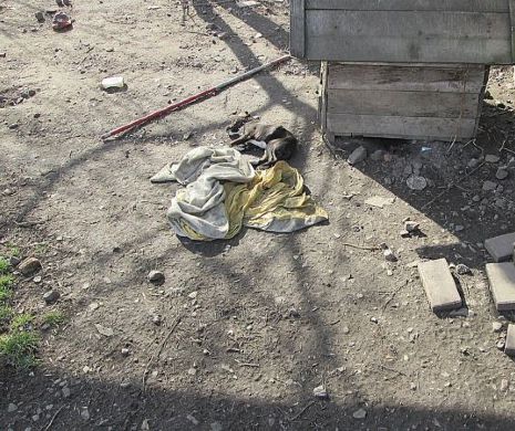 Imagini CUTREMURĂTOARE cu un cățel de rasă MORT DE ÎNFOMETARE
