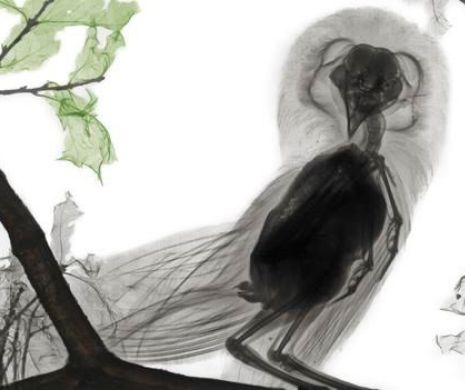 Imagini incredibile cu animale şi plante în raze X. Frumuseţea interioară a vieţii | GALERIE FOTO
