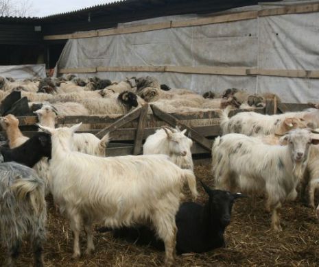 Medici veterinari, trimiși în judecată de DNA după ce au cerut taxă pentru partid