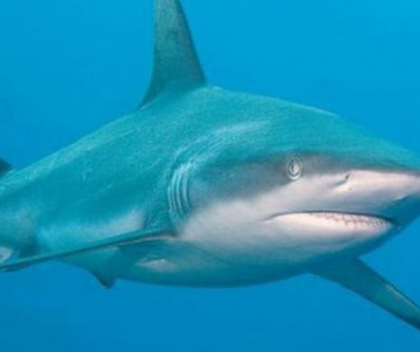 Picioarele unui  surfer japonez japonez, de 41 de ani au fost înfulecate re un rechin