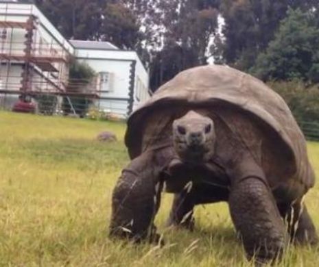 Se numește Jonathan, are 183 de ani și este cea mai bătrână ființă de pe pământ.VIDEO