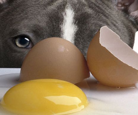 Suntem mai GENOROŞI când mâncăm OUĂ? Cum ne fac alimentele să ne schimbăm comportamentul