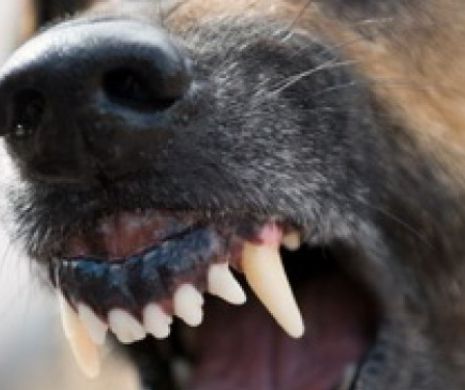 Un bărbat din Cluj a fost MUȘCAT cu bestialitate de CĂINI. El a fost OPERAT de urgență la mâini, picioare şi abdomen