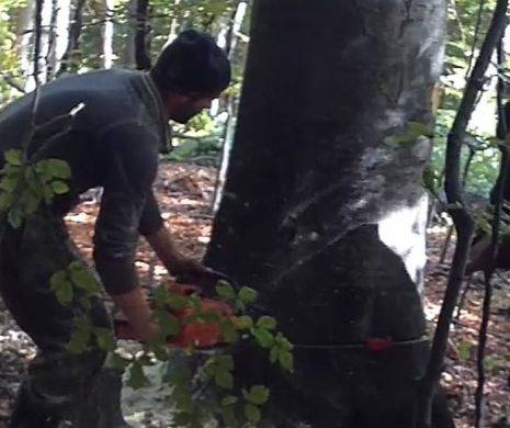 Unica ”mostră” din Europa după ultima glaciațiune, distrusă de Romsilva. Cine face acuzele I VIDEO