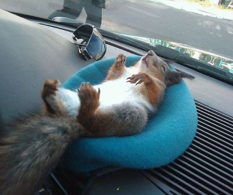 VEVERIŢA taximetristului din Minsk care încântă pasageri. Ce face animăluţul de COMPANIE toată ziua în maşină| GALERIE FOTO