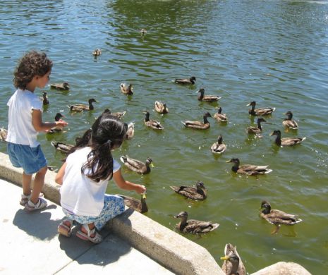 AVERTISMENT ȘOC. La ce PERICOL te supui dacă hrănești rațele sălbatice