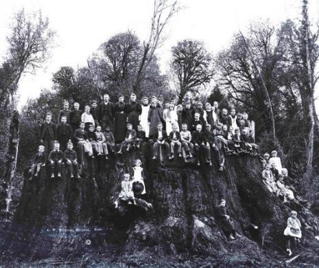 Cel mai mare COPAC din lume RENAŞTE. Avea înălţimea unui boc de 30 de etaje când a fost tăiat dintr-o ambiţie prostească