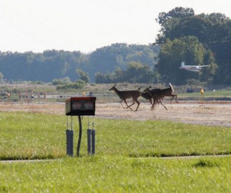 CERBII au dat peste cap TRAFICUL AERIAN pe un aeroport din Japonia. Animalele au intrat pe PISTA şi n-au mai vrut să iasă ore bune