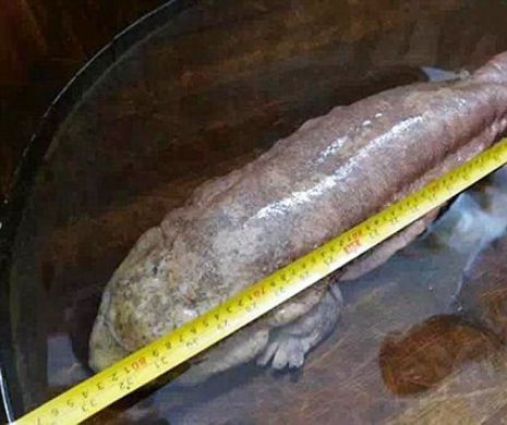 Cum arată MONSTRUL descoperit de un PĂDURAR | Galerie Foto