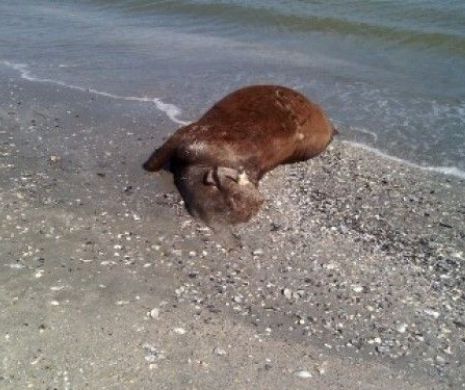 Descoperire socanta pe plaja din Mamaia. Ce au gasit oamenii care se plimbau pe malul marii. FOTO