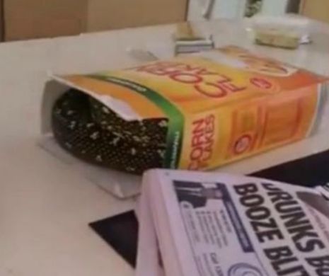 Descoperire șocantă. Un piton uriaș s-a ascuns în cutia cu cereale