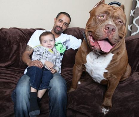 Faceţi cunoştinţă cu "MICUŢUL" Hulk, cel mai mare PITBULL din lume | GALERIE FOTO şi VIDEO