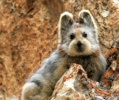 Ili Pika, noua SPECIE care va CUCERI lumea!