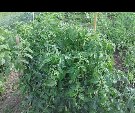 Metoda ”buchetului” – ideală pentru cultivarea roșiilor pe suprafețe mici