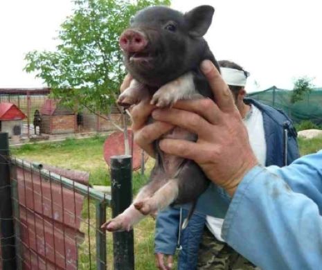 Premieră naţională: Implant de celule stem la porci pentru întărirea structurii dinţilor. Este studiată aplicabilitatea la om