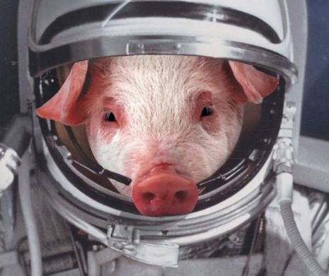 RUŞII au trimis în spaţiu primul PORC, după ce l-au ÎMBĂTAT. Imagini senzaţionale de la faţa locului | GALERIE FOTO