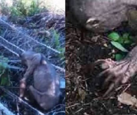 TRIST. Creatura SINISTRĂ din Malaezia nu este nici Gollum, nici Chupacabra. Adevărul te va pune pe gânduri | VIDEO