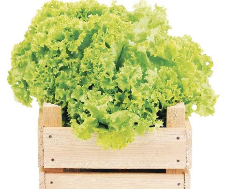 Uluitor: Sera cu salată marţiană