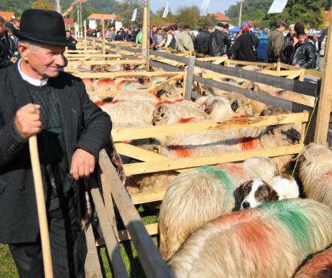 Cauză şi efect: După protestele crescătorilor de animale, au început plăţile