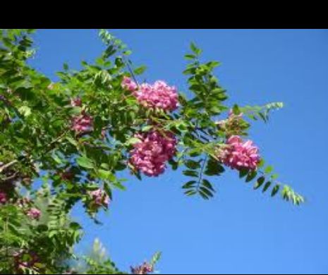 De ce este bine să consumi aceste flori dimineaţa