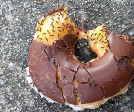 Furnicile urbane, înnebunite după junk-food
