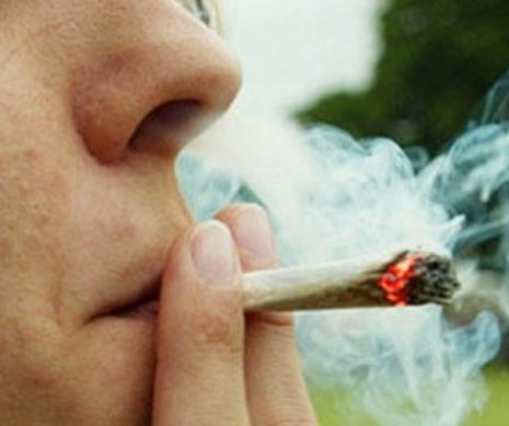 MAGNAȚII afacerilor legale cu marihuana