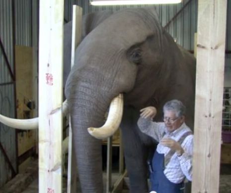 PERSONAJUL SĂPTĂMANII. Ioan Niculae. Un miliardar, fost securist, băgat la pârnaie de „țara lui tâmpită”