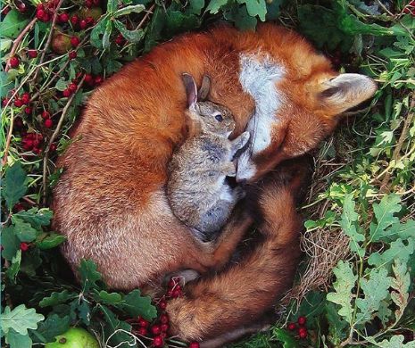 Prietenii neobişnuite în lumea animală. Dovada că şi inamicii naturali pot fi cei mai buni prieteni | GALERIE FOTO