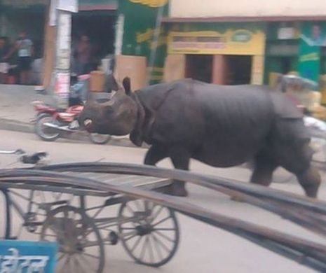 Un RINOCER a făcut ravagii pe străzile unui oraş din Nepal: Un om a MURIT, iar alţi şase au fost răniţi | VIDEO