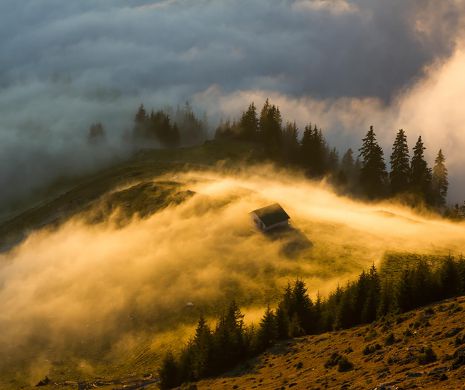 Unii au căutat-o ani la rând, fără să reuşească să o găsească. Povestea florii unice în România