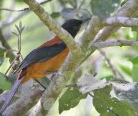 Aceasta este una dintre puținele păsări veninoase