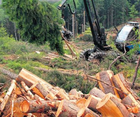 Frăția topoarelor din codrii României. Miza războiului total declanșat de Codul Silvic: 2,5 miliarde €