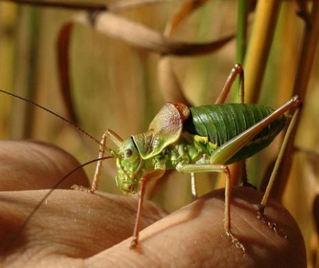 Grecia: Cri, cri, cri, greiere, să vii!