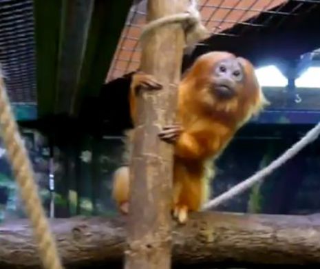 Mai multe MAIMUŢE au fost FURATE de la o Grădină Zoologică din Franţa