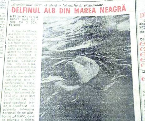 Memoria EVZ. A apărut un delfin alb în Marea Neagră!