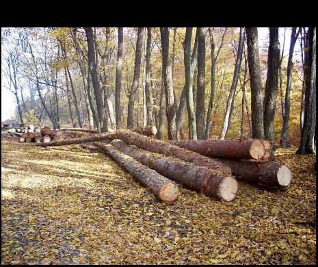 Ministrul Mediului: Articolul 20 din Codul Silvic protejează proprietatea privată