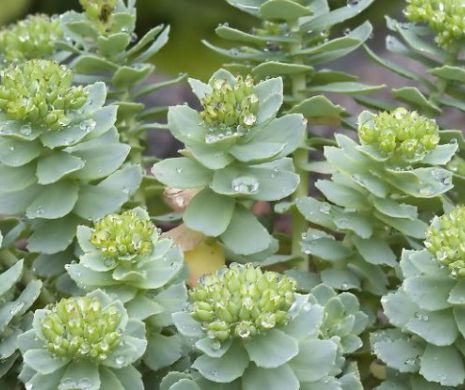 Planta minune a sovieticilor! Oamenii ar putea trăi mai mult dacă ar consuma-o