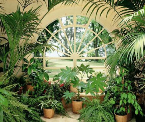 Plantele care PURIFICĂ aerul din interior şi sunt aproape impostibil de ucis | GALERIE FOTO